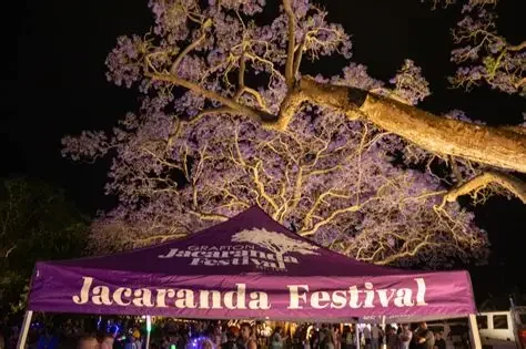 A Jacaranda Festival tent set up outdoors at night under blooming Jacaranda trees.
