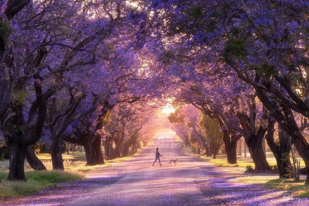 A person walking a dog on a street lined with trees blooming with purple flowers during sunset or sunrise.
