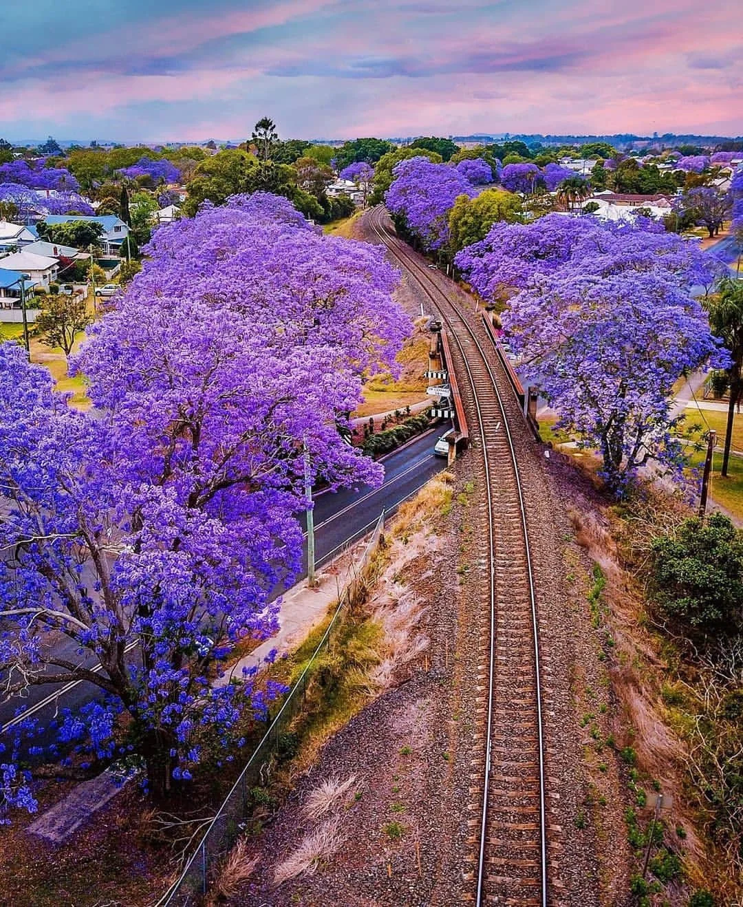 Aerial view of a neighborhood with purple flowering trees lining the streets and train tracks running through the area during sunset.