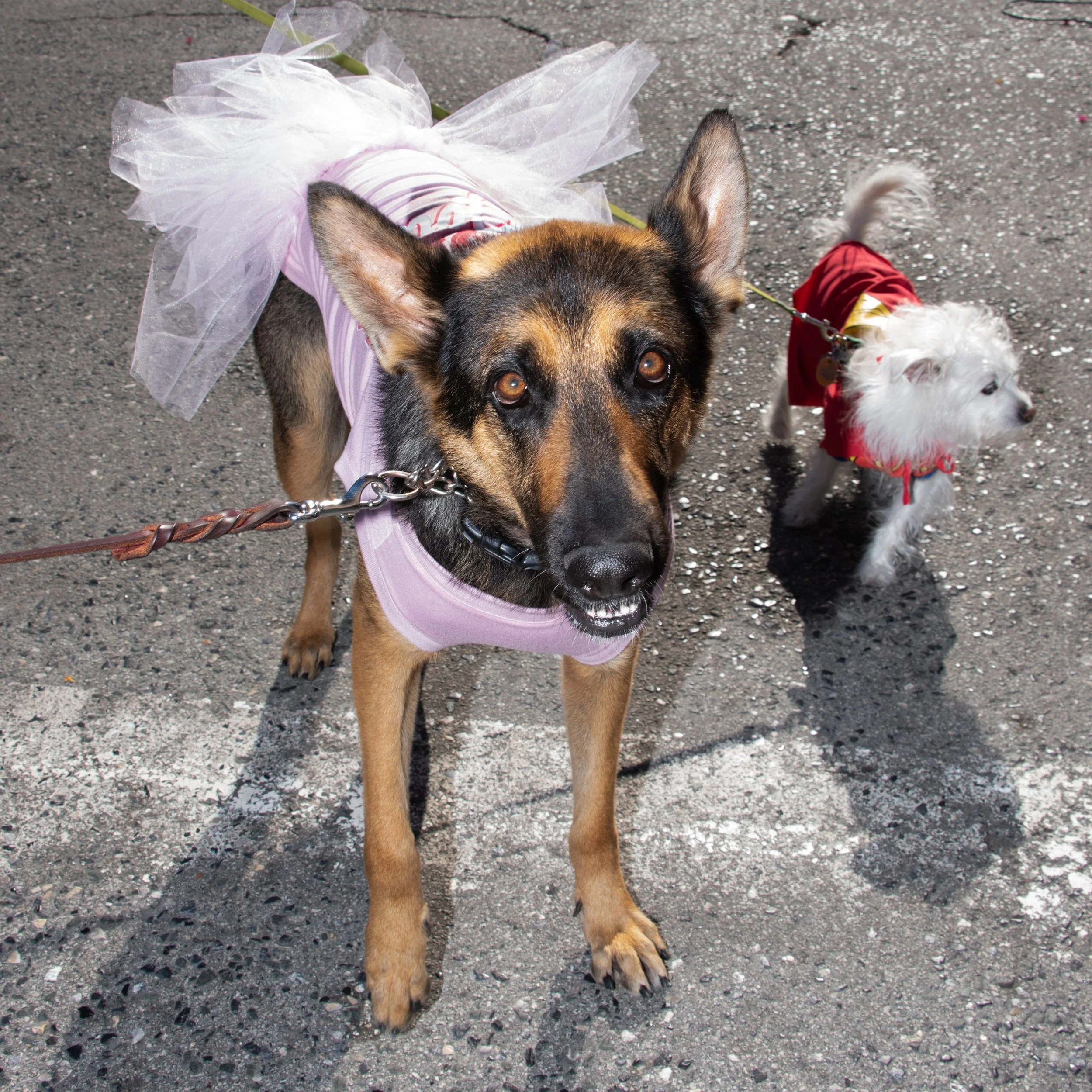 Ballerina German Shepherd_by Susan Munroe.jpg