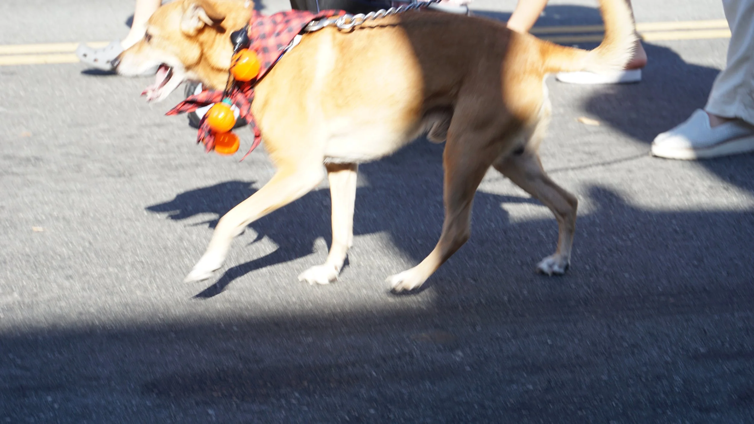 DSC01037.JPG