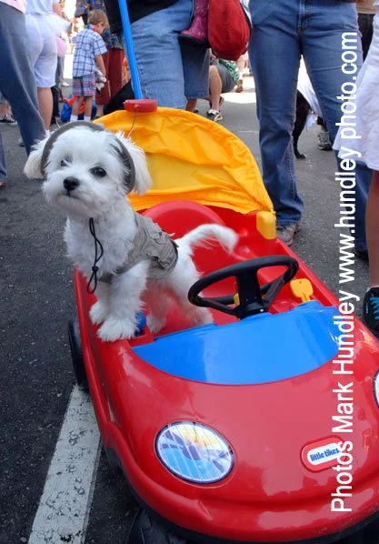 DogInCar.jpg