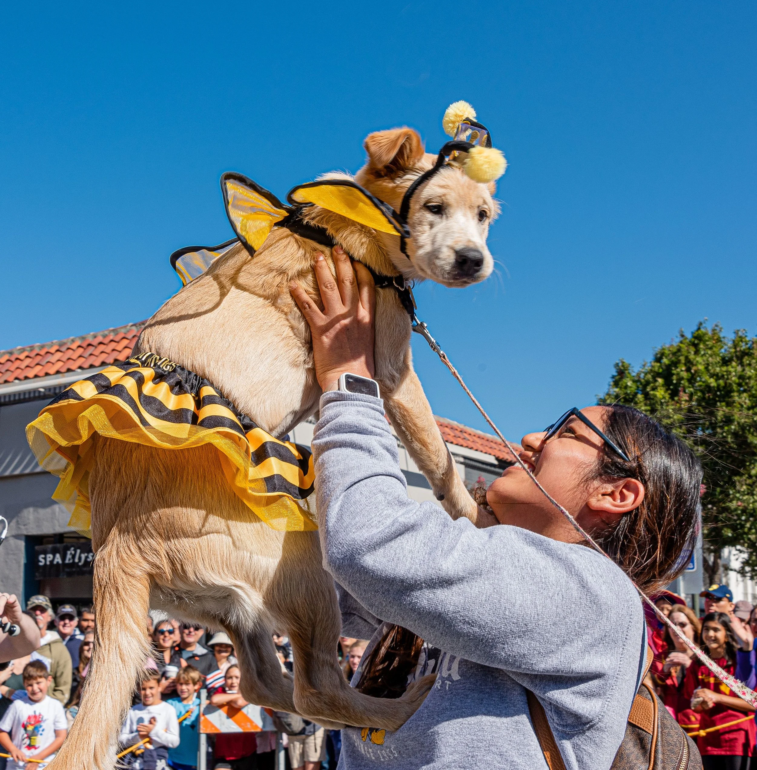 Bumblebee dog_by Susan Munroe.jpg