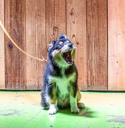 A small dog with a black, white, and gray coat is sitting on a wooden deck, barking with an open mouth, wearing a leash, with a wooden fence in the background.