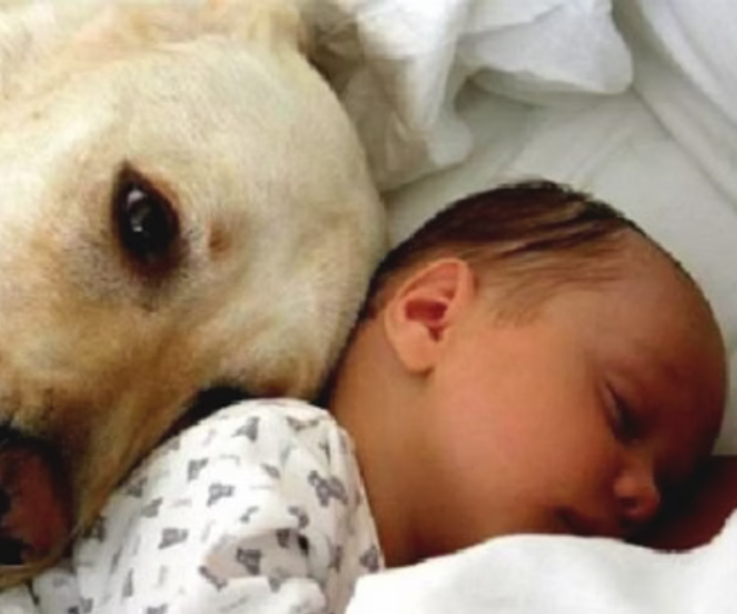 Introducing Your Pet to Your New Baby