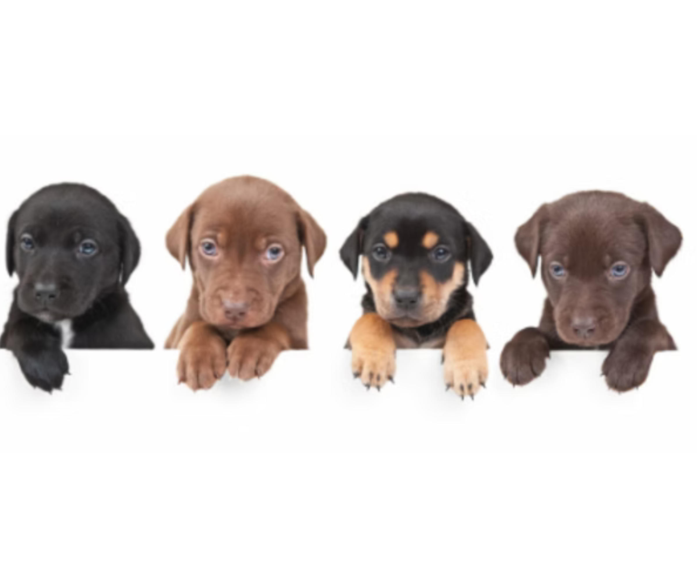 Puppy Socialization 101