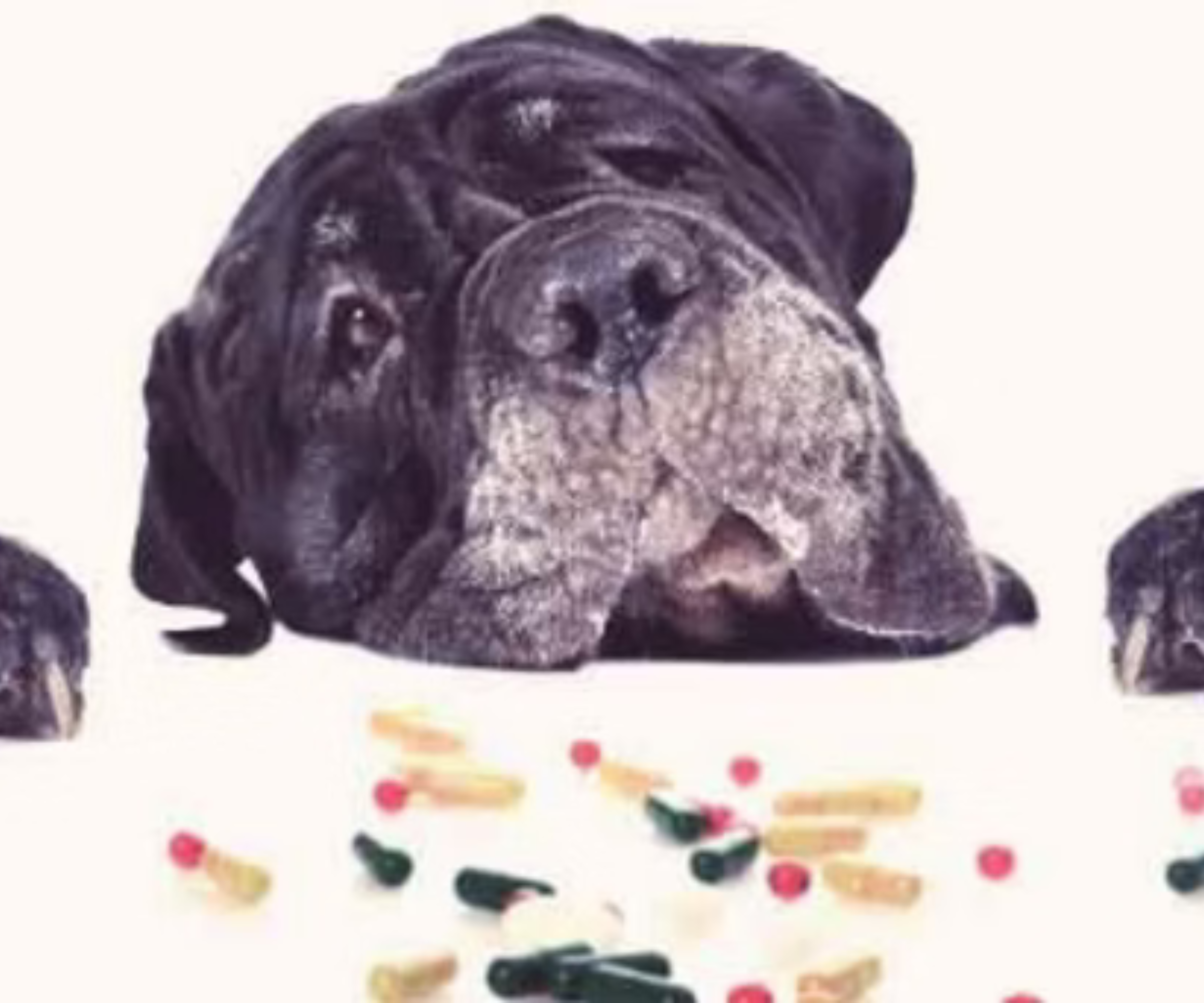 The Rise of the Over-medication of Dogs