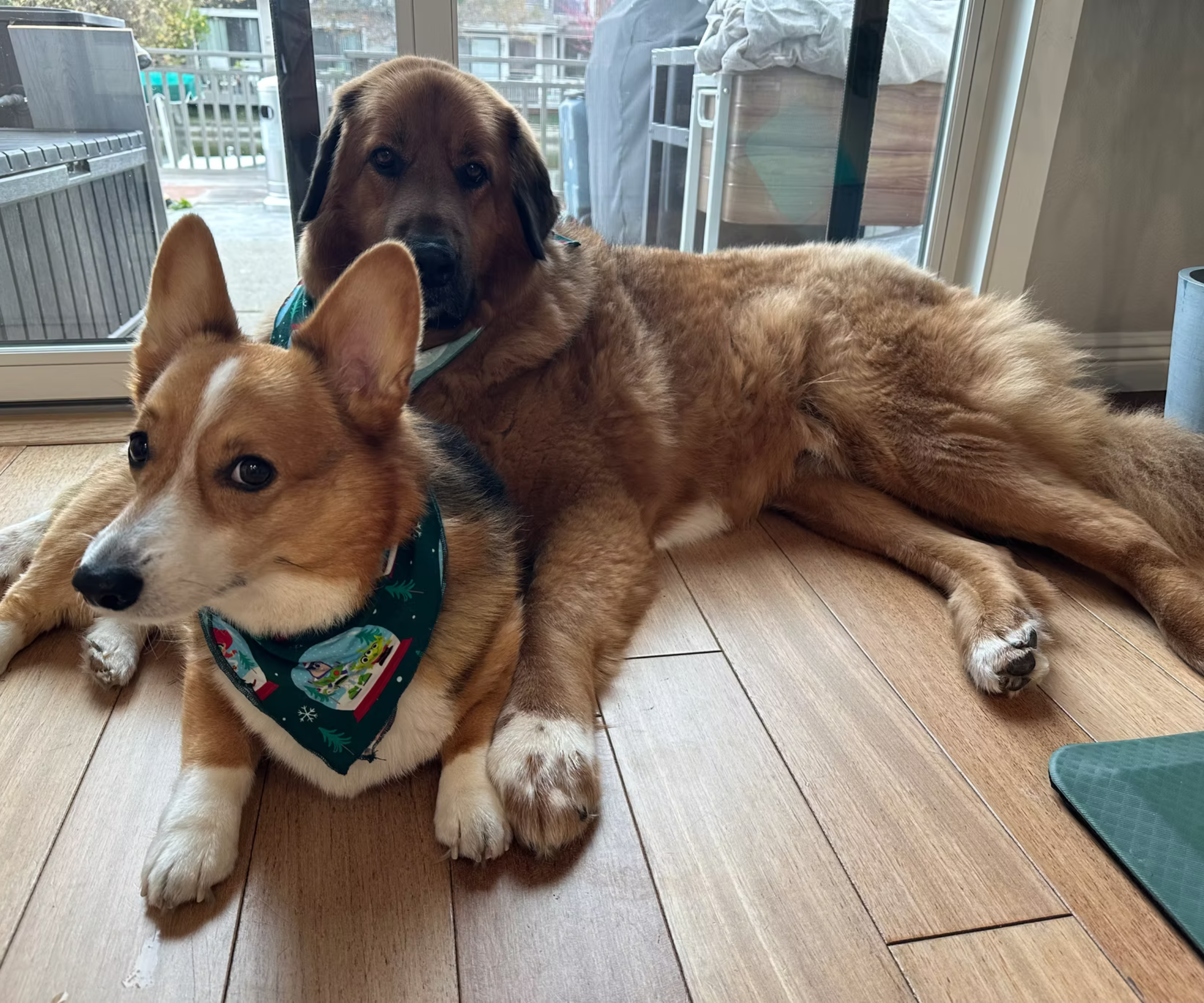 A Conversation with Annie &amp; Pablo: Training, Growth, and Life with Clifford &amp; Jude