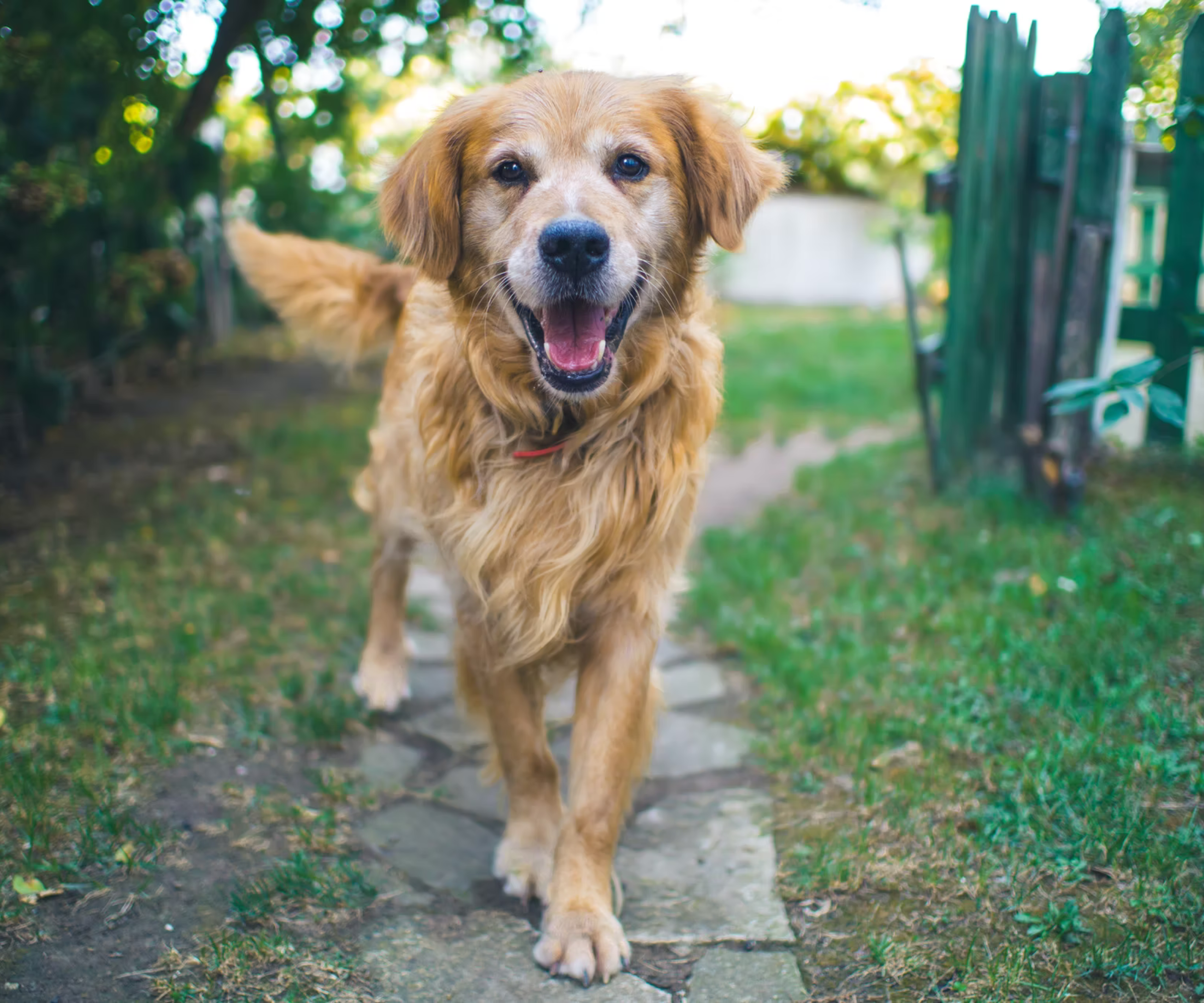Dog Food Brands We Recommend