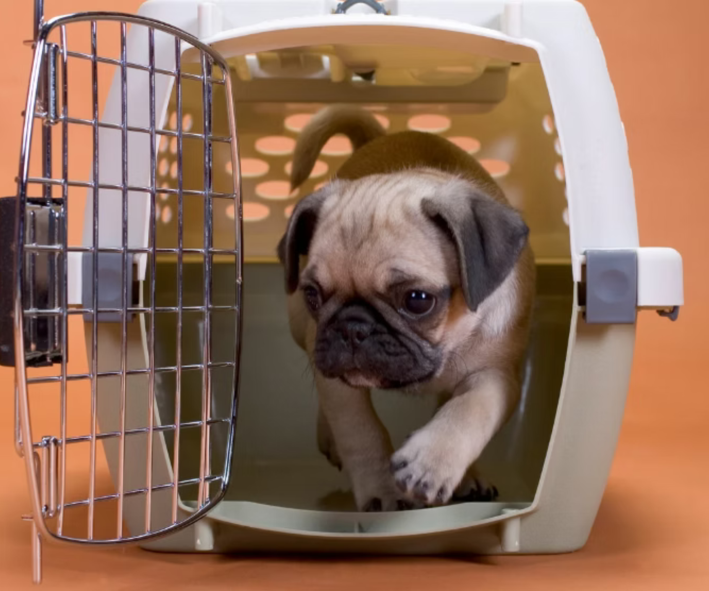 Crate Training Done Right: Why It Supports Your Dog’s Mental Health