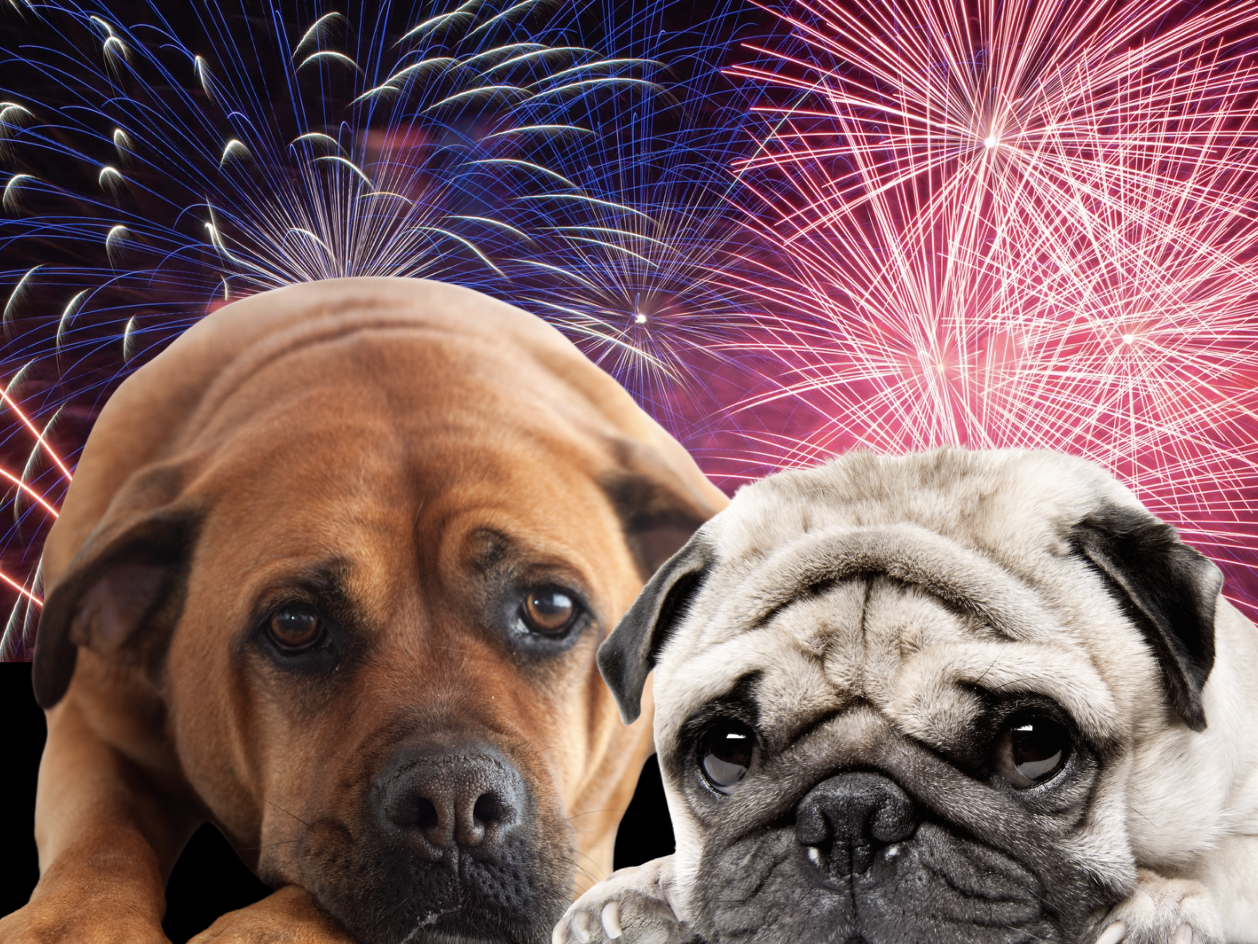 Fireworks, Fear, and Why You Are Probably Making It Worse