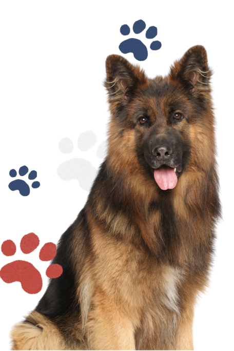 A German Shepherd dog sitting with its tongue out, surrounded by colorful paw prints on a white background.