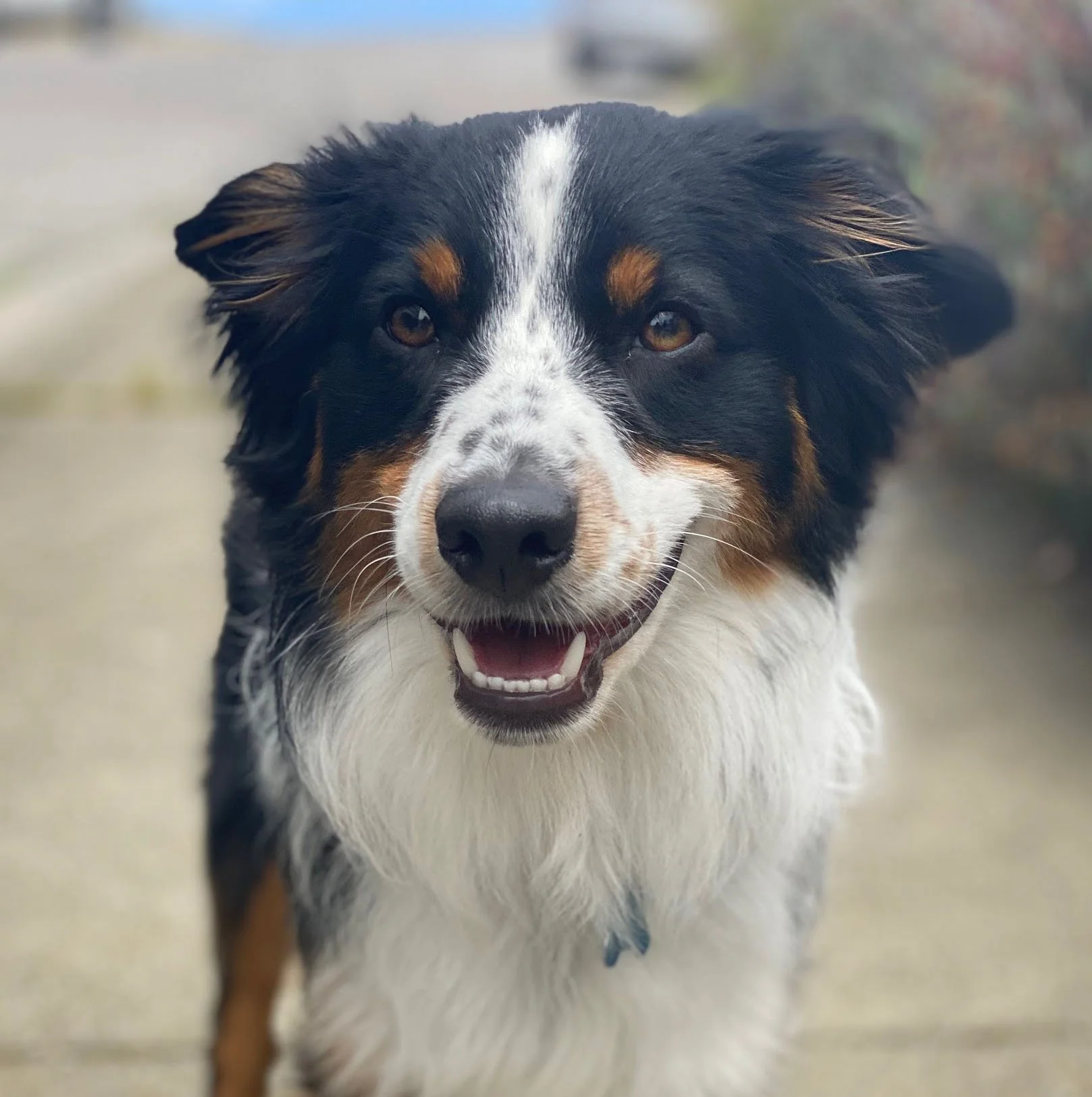 Close-up of a happy Australian Shepherd dog with a black, white, and brown coat, smiling outdoors on a light-colored pavement.