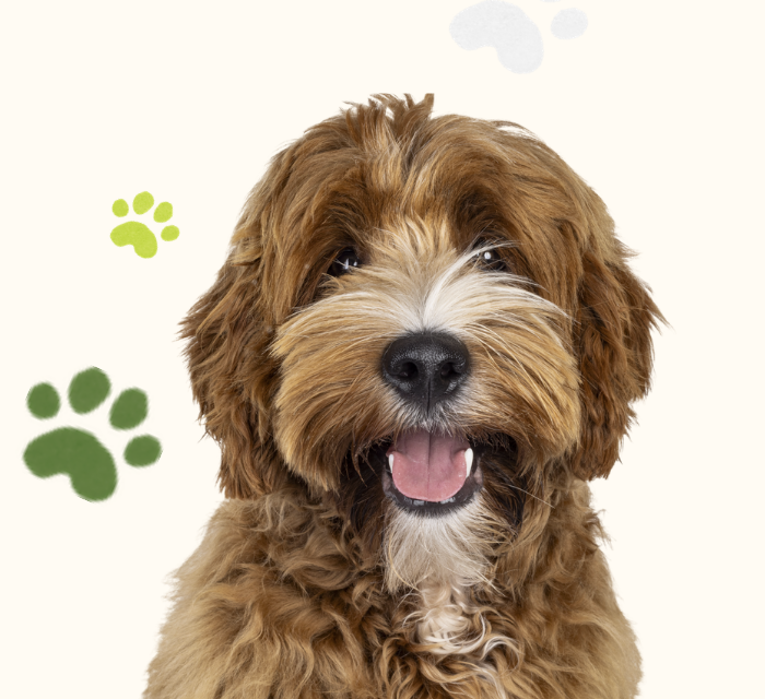 Close-up of a happy brown, curly-haired dog with its tongue out, surrounded by paw print graphics.