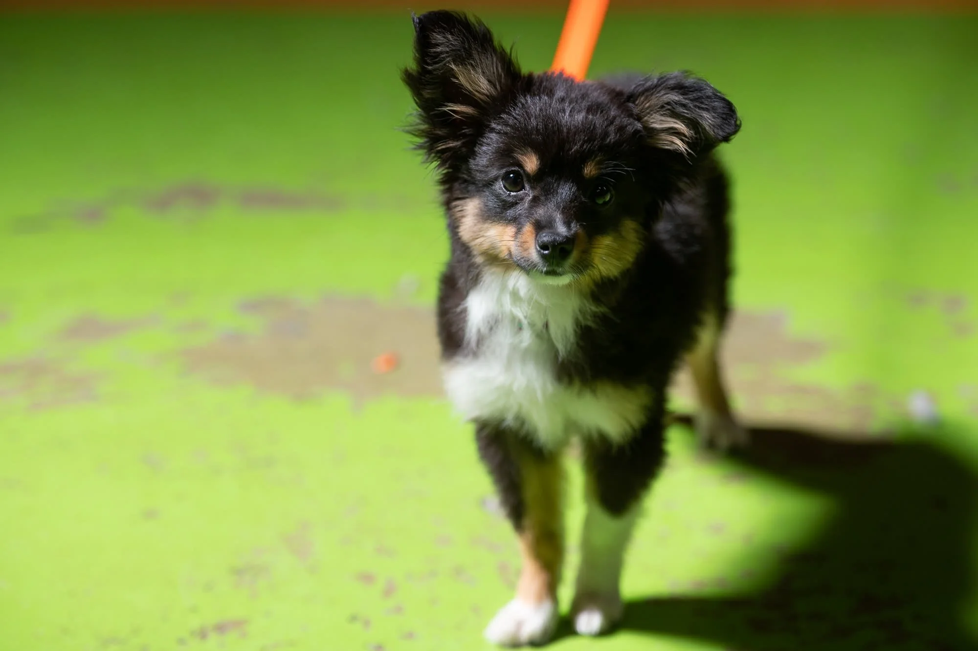 A puppy walking toward the camera across the green training floor at Dan Perata Training