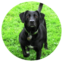 Black dog with a green collar standing on grass, looking at the camera.