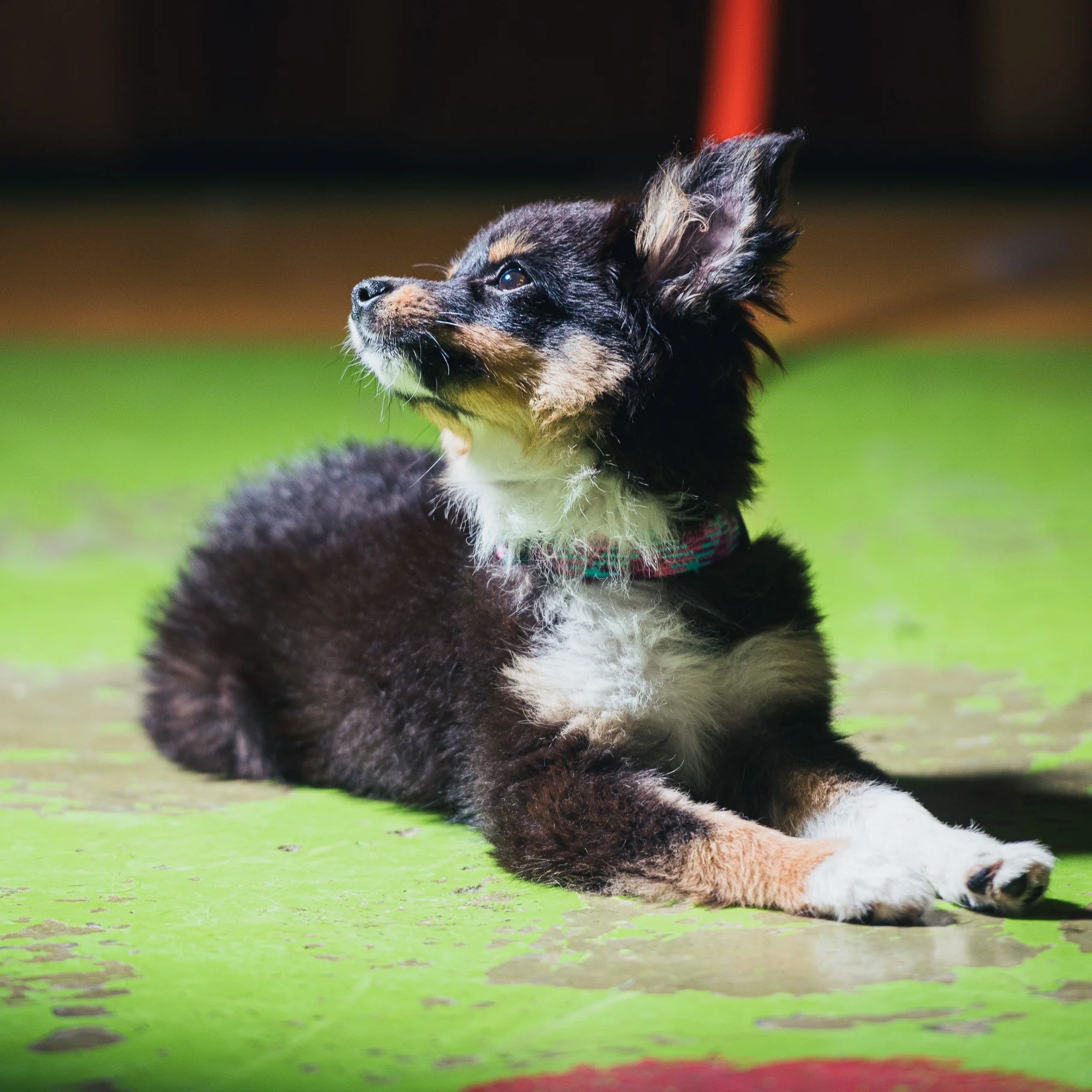 A black, brown, and white dog lying on a green surface, looking upwards with one ear erect and the other ear slightly folded.