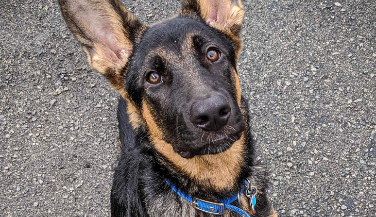 Close-up of a black and tan dog with large ears, wearing a blue collar, sitting on a gravel surface.