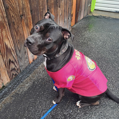 Dog wearing a red sports jersey sitting on wet pavement next to a wooden fence.