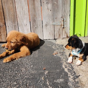Two puppies resting outside near a wooden and bright green fence.