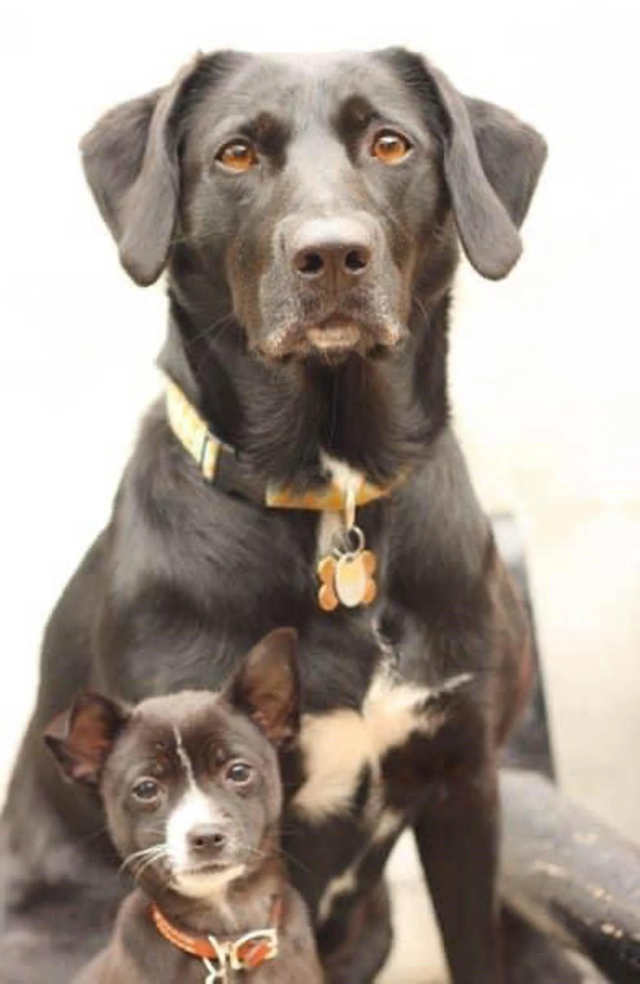 A large black and brown dog with amber eyes in the background, and two puppies sitting in front of it, one with a gray collar and the middle one with an orange collar. The puppies are gray and white.