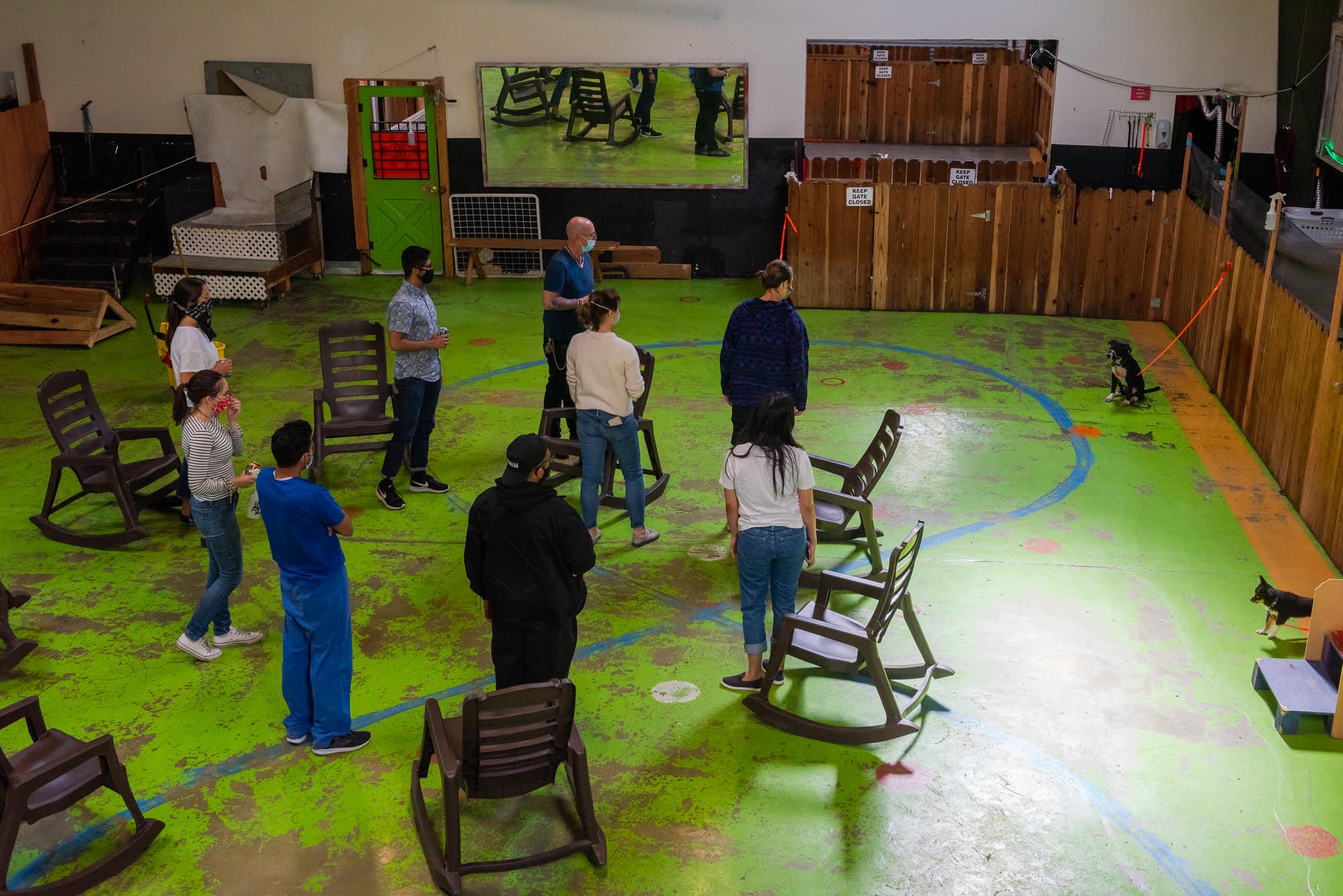 Indoor space with people standing and sitting in lawn chairs, dogs on leashes, green floor with blue circle markings, wooden fence, and a mirror reflecting part of the room.