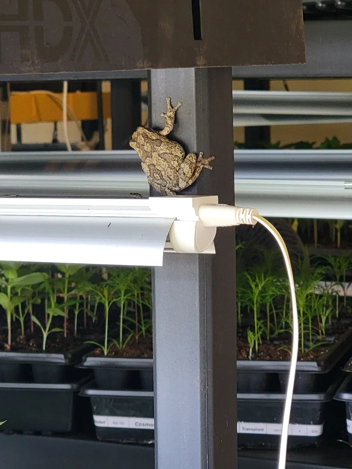 Frog 3.jpeg