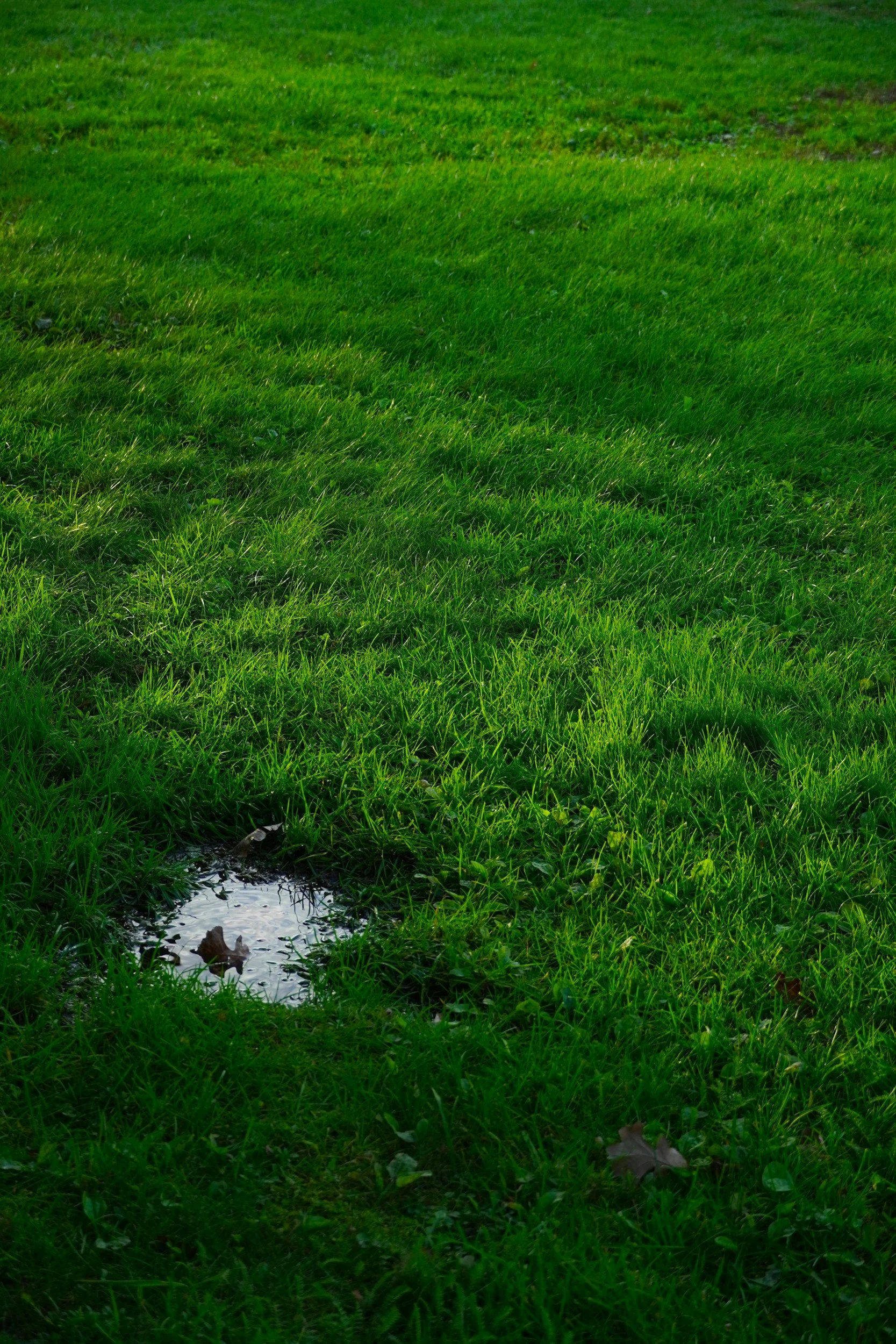 A patch of green grass with a small puddle of water and some fallen leaves in the foreground.