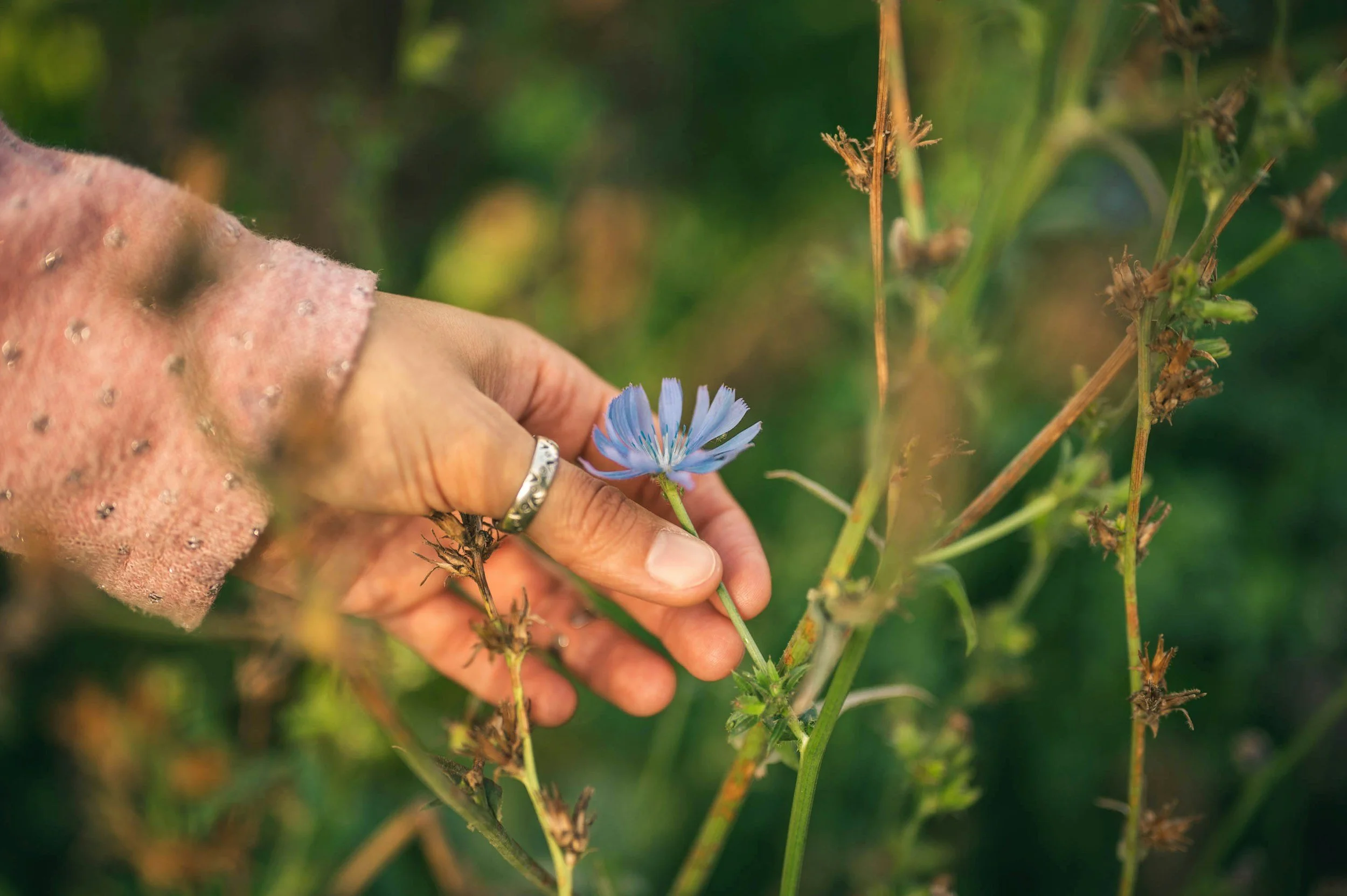 A hand holding a blue wildflower among green and dried plants in a natural outdoor setting.