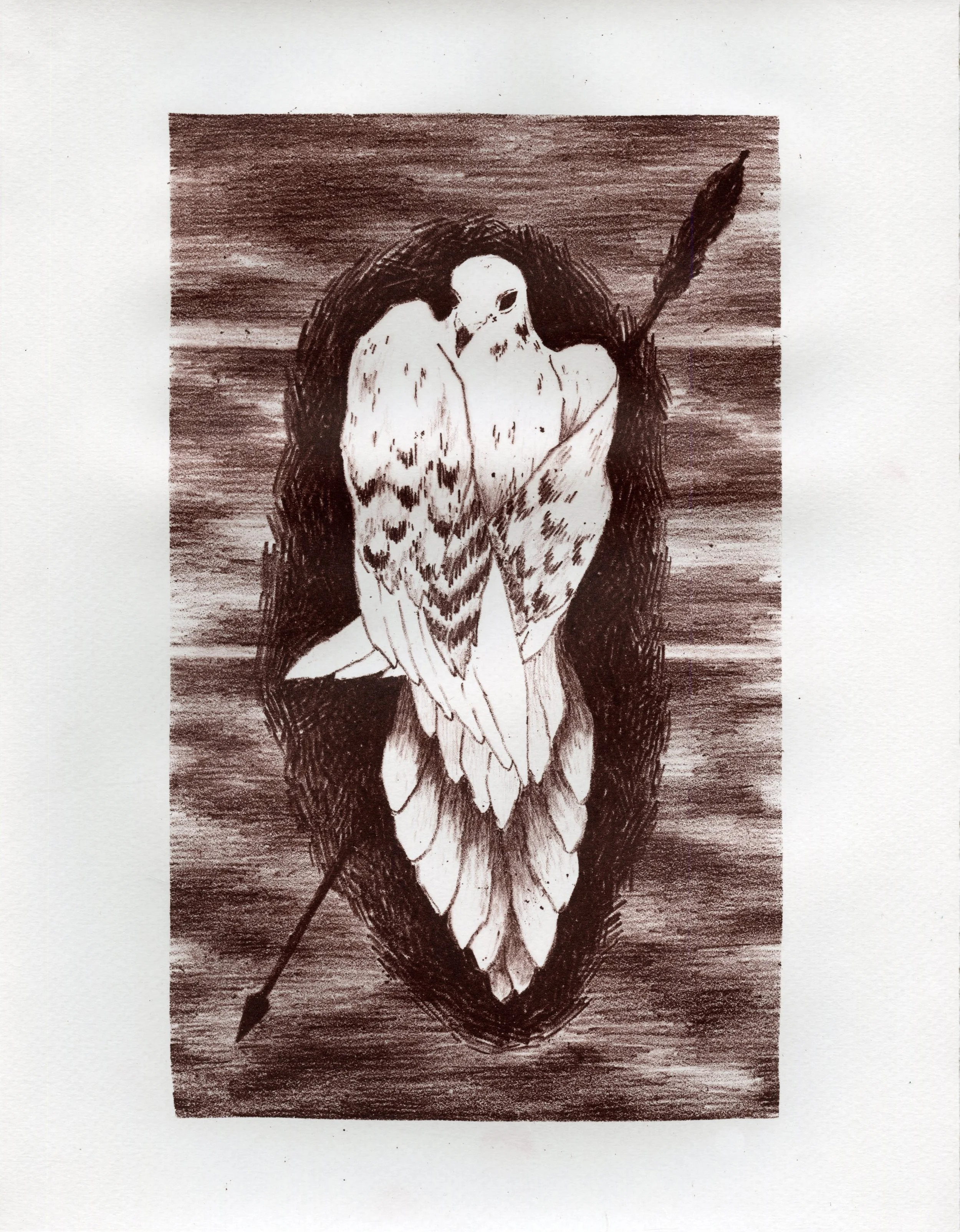 Mourning Dove
lithograph print on paper
10” x 6.25”
2025