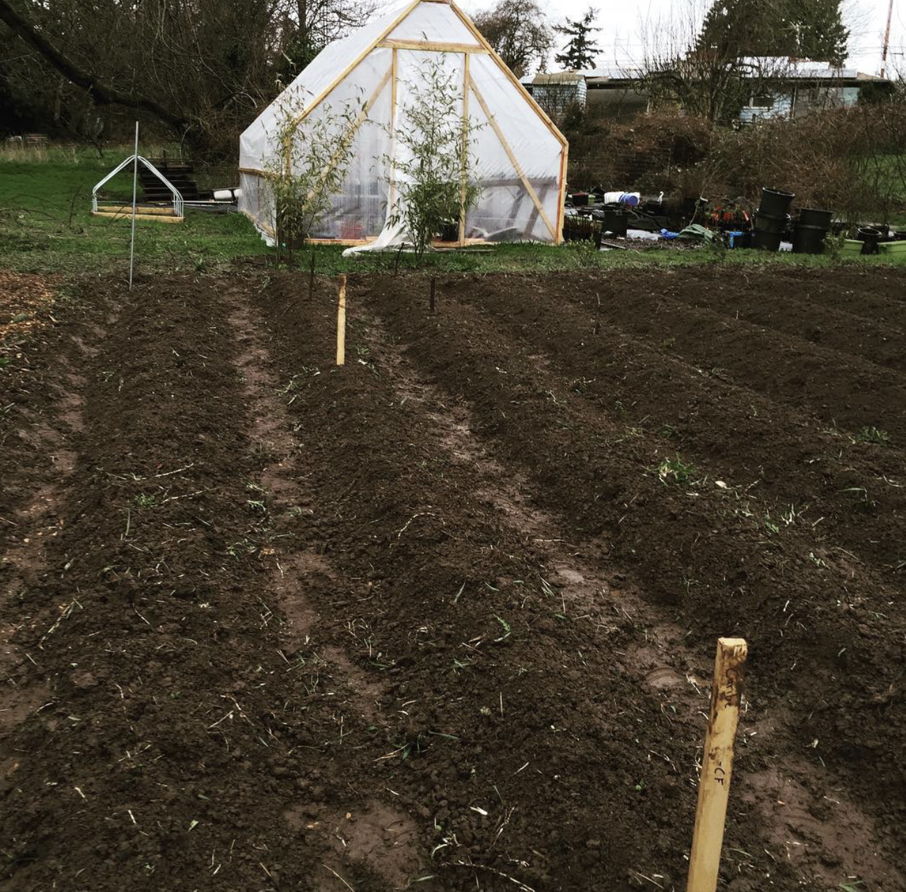 A garden with freshly tilled soil, marked with stakes for planting, in front of a small greenhouse surrounded by trees and plants.