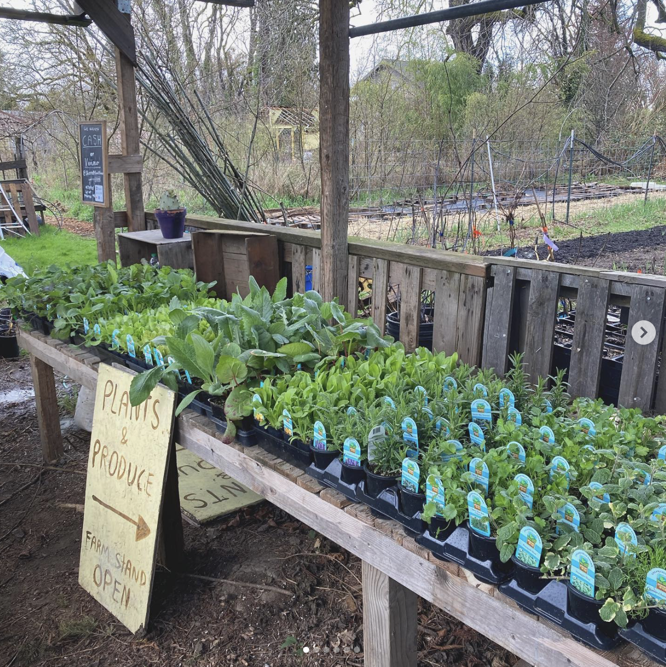 A wooden outdoor farm stand displaying potted herbs and seedlings, with a yellow sign reading 'Plants & Produce' and an arrow pointing right to the open farm stand.