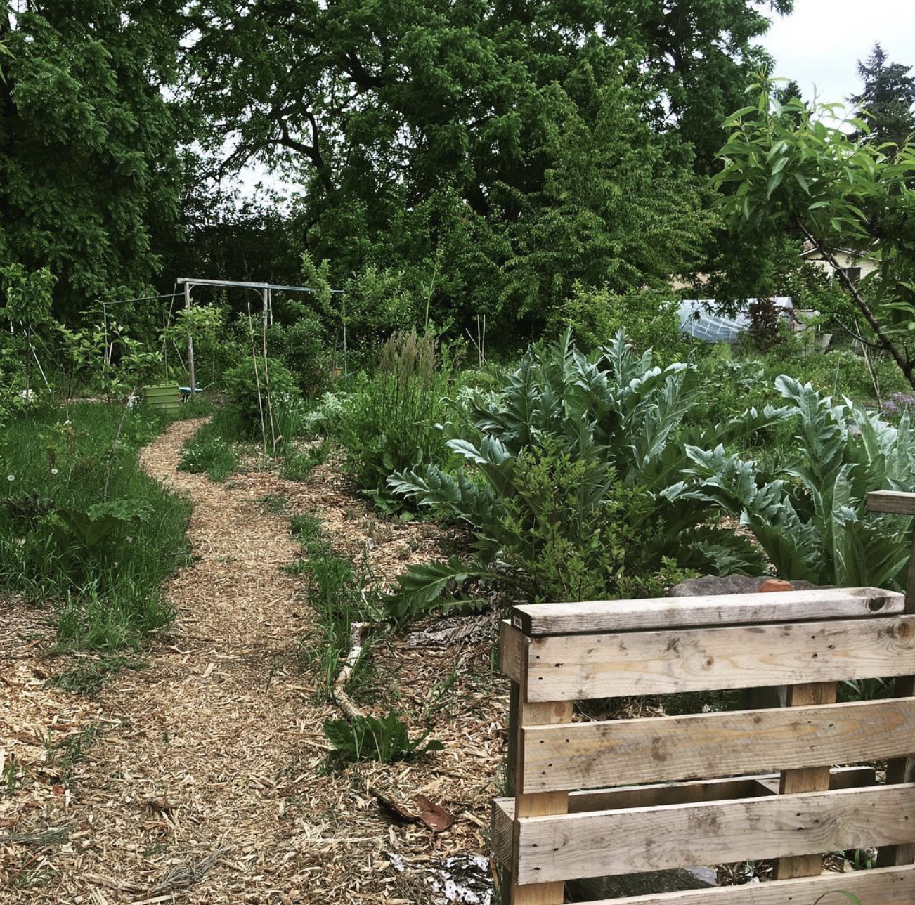 A garden with a dirt pathway winding through various green plants and trees, with a wooden pallet in the foreground on the right.