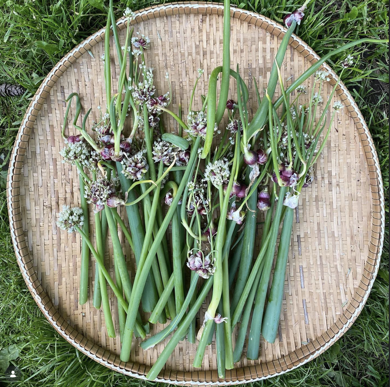 Fresh green onions with purple-tinged bulbs and white flowers, placed on a woven round tray outdoors on grass.