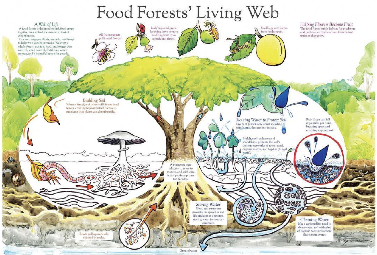 Infographic titled 'Food Forests' Living Web' illustrating the underground and aboveground components of a food forest, including roots, soil, fungi, insects, plants, and water cycle processes.
