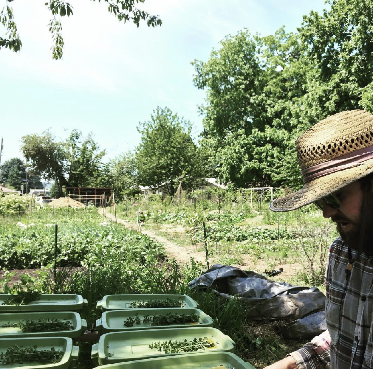 Person wearing a straw hat and sunglasses in a garden or farm during daytime, with raised garden beds in the foreground filled with leafy plants and a lush green landscape with trees and pathways in the background.