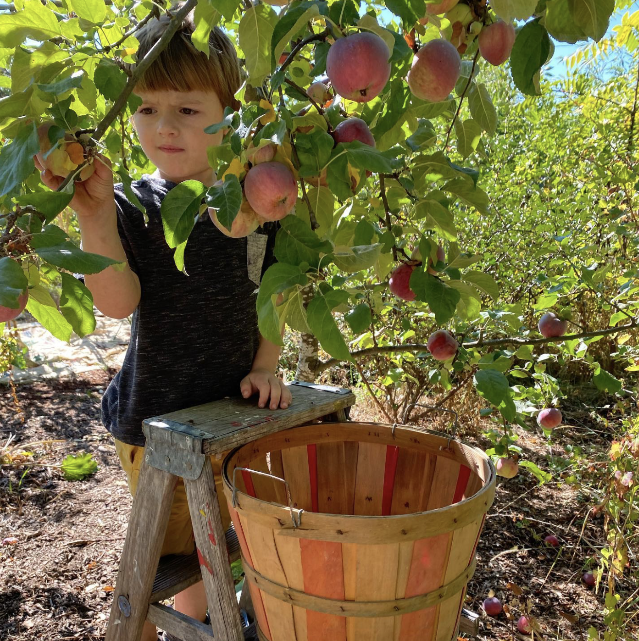 A young boy with light brown hair picking apples from an apple tree in an orchard, with a wooden ladder and a large empty basket nearby, under bright sunlight.