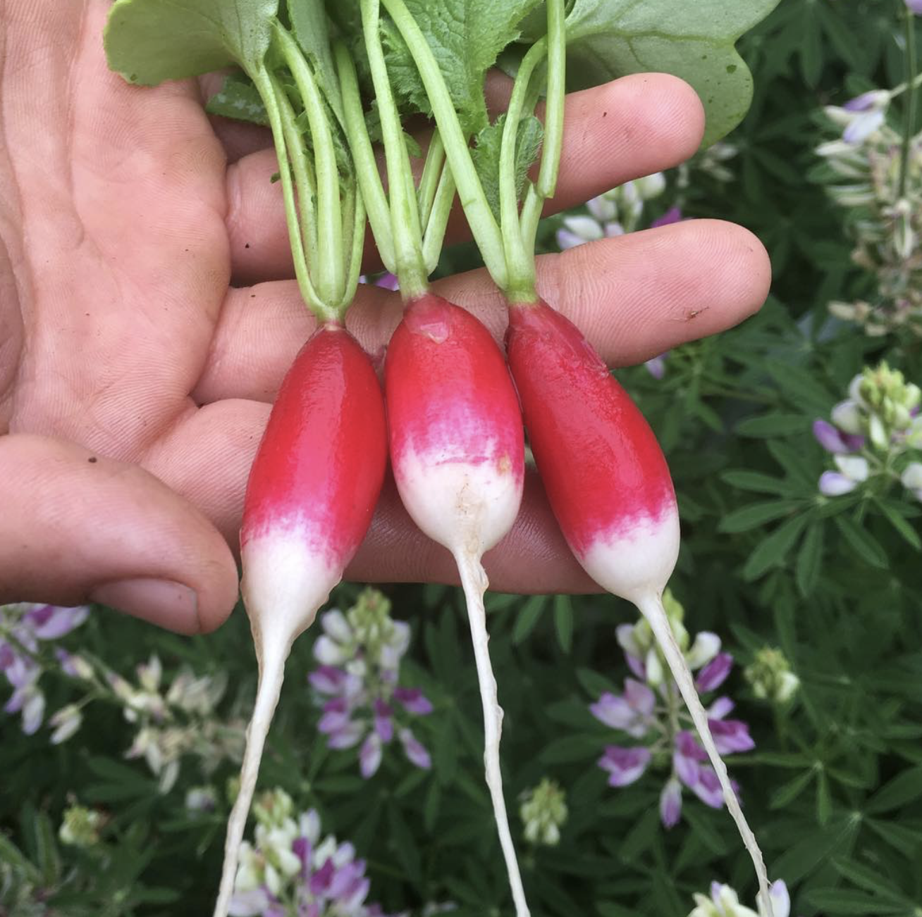 Close-up of three radishes with pink and white coloring, held by a person's hand, with green leaves and purple flowers in the background.