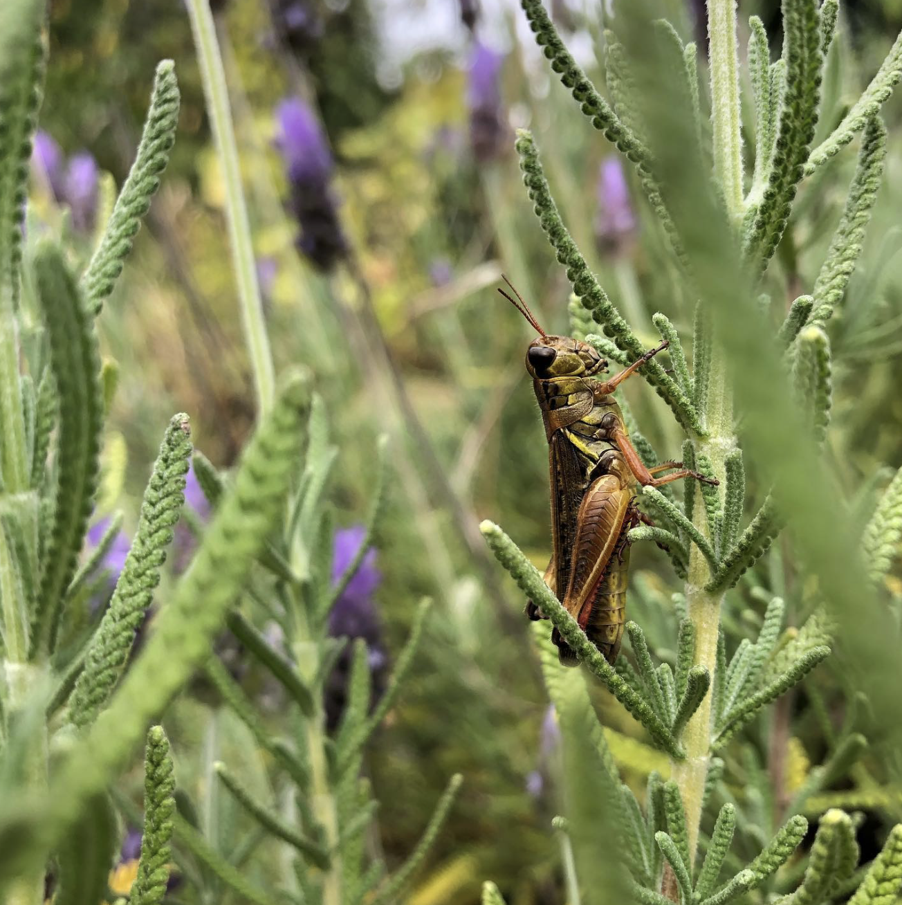 A close-up of a grasshopper climbing on a green plant with purple flowers in the background.
