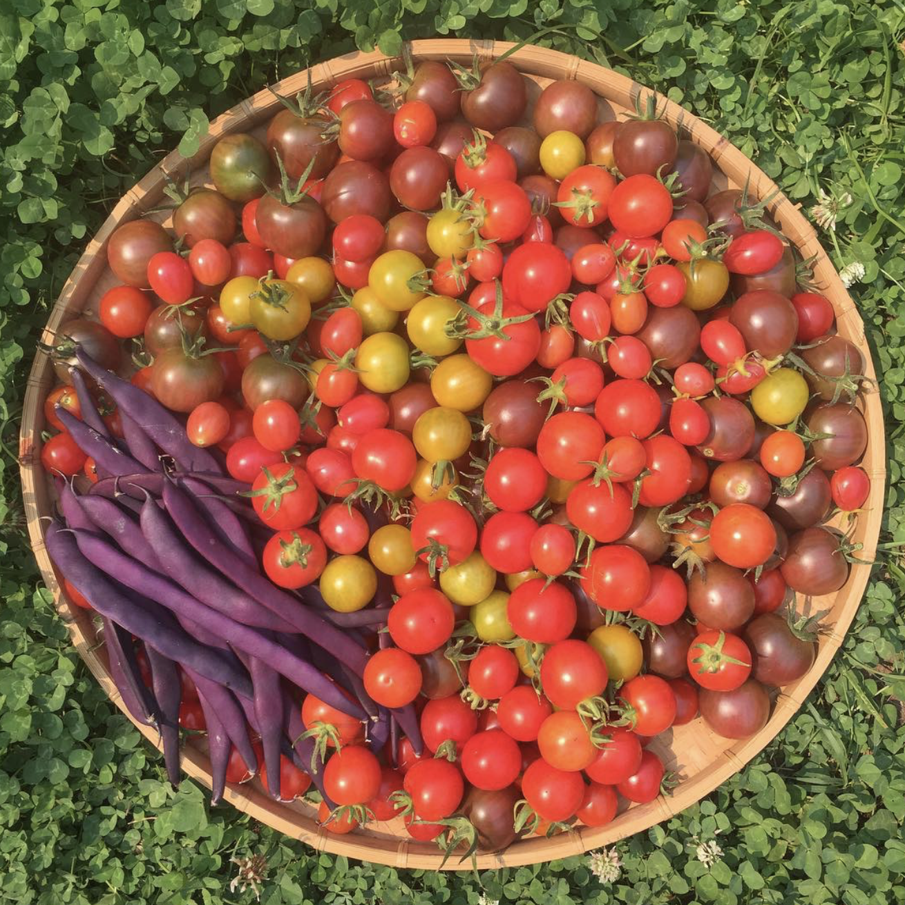 A large round basket filled with a variety of heirloom tomatoes in red, yellow, purple, and green hues, sitting on green ground cover with small white flowers.