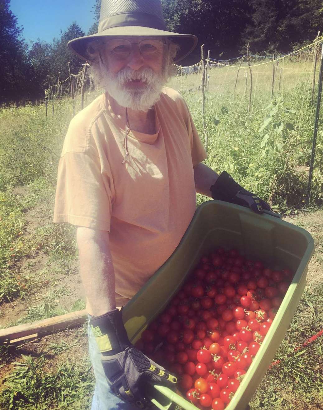 An elderly man with a gray beard, wearing a wide-brimmed hat, glasses, a peach T-shirt, and gardening gloves, holding a green container filled with ripe red tomatoes on a sunny day in an outdoor garden or farm.
