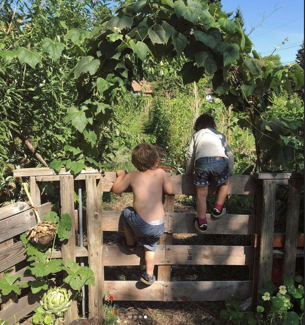 Two children climbing over a wooden gate in a lush, green garden with vines and plants.