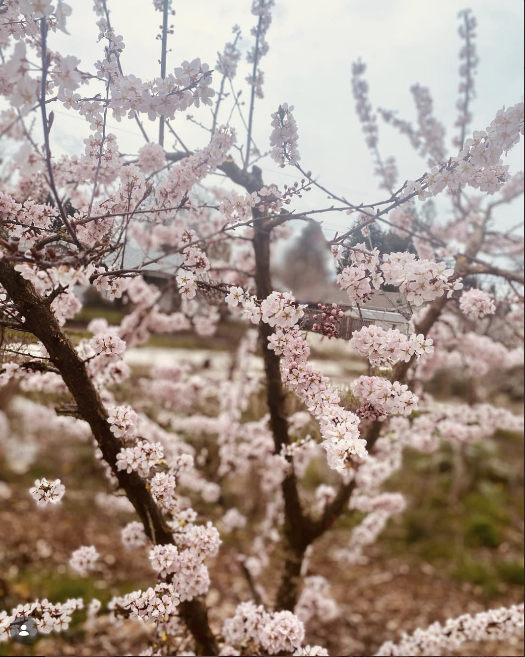 A blooming tree with pink cherry blossoms in a garden.