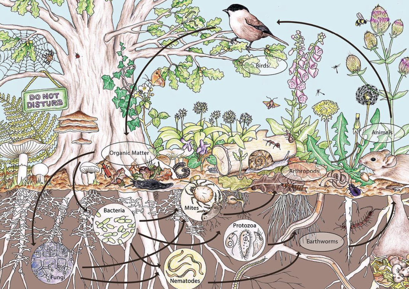 Cross-section of a forest discussing the soil and ecosystem, illustrating birds on a tree branch, insects like ants, mites, and earthworms in the soil, and various fungi, bacteria, and organic matter underground, with labels indicating different comp