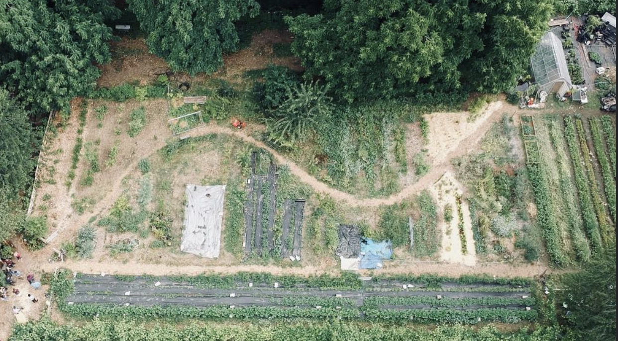 Aerial view of a community garden with various planted beds, surrounded by dense trees and pathways.