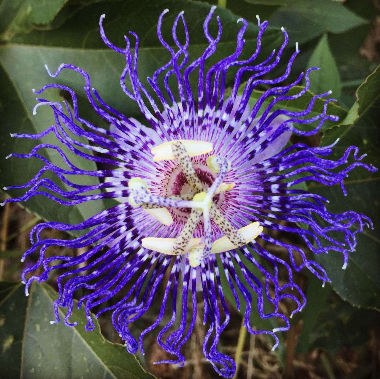 Close-up of a purple and white passionflower with intricate filaments and star-shaped structures in the center, surrounded by green leaves.