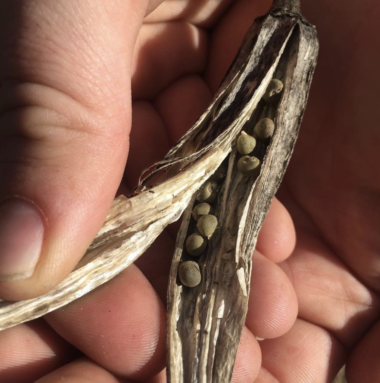 Close-up of someone holding an open dried seed pod with small seeds inside.