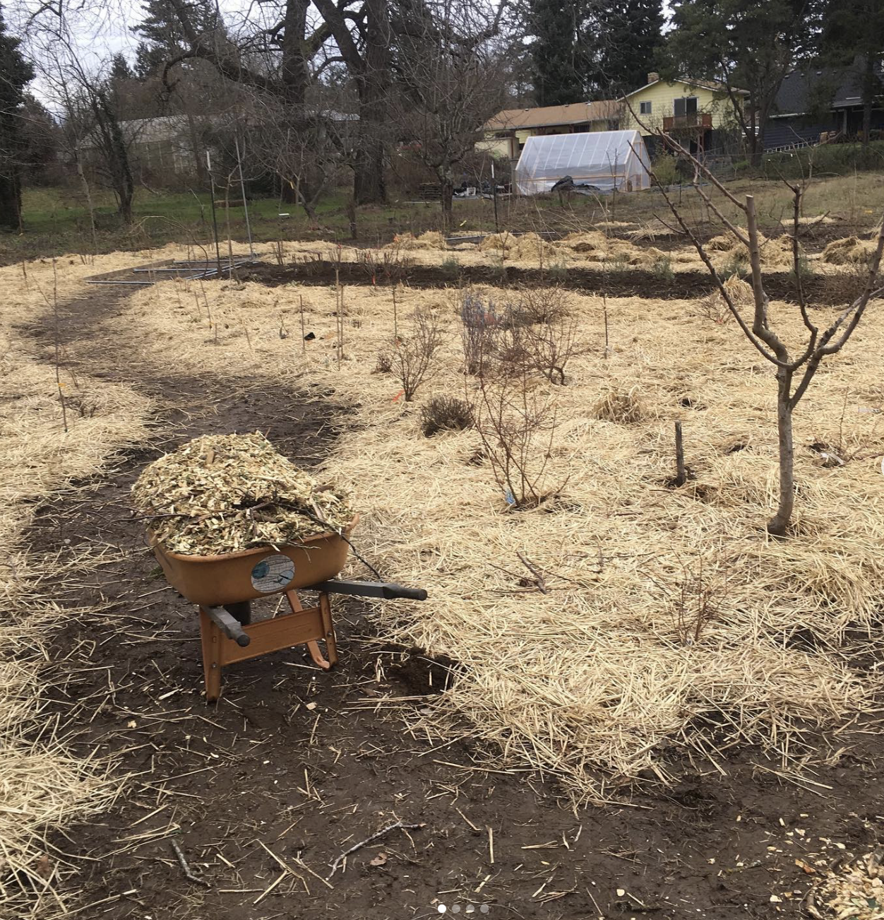 A garden in early spring with several small leafless trees, straw mulch covering the soil, and a wheelbarrow filled with wood chips in the foreground. In the background, there is a greenhouse and residential houses.