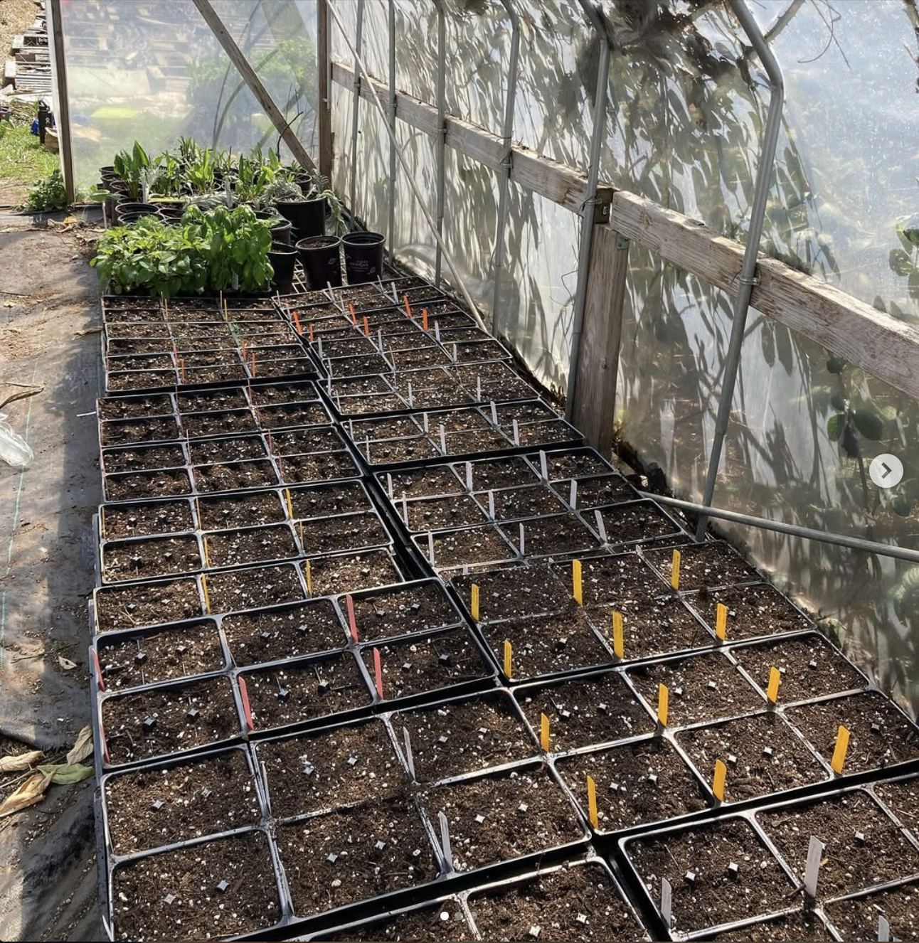 A greenhouse with rows of empty seed trays filled with soil and small wooden plant markers. In the background, potted plants are visible.