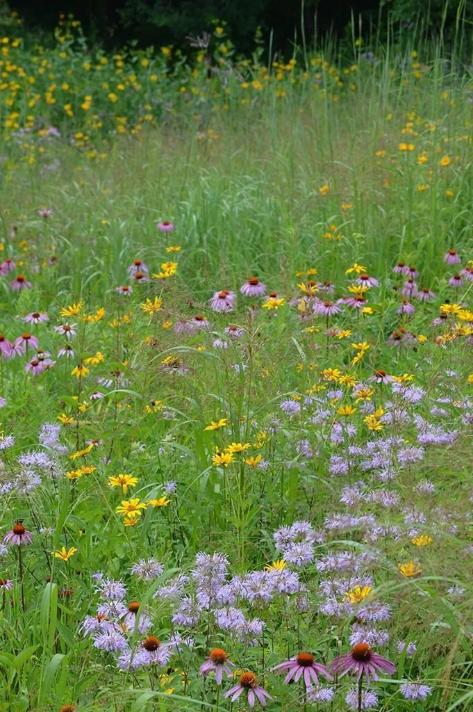 Intro to Southeastern Natives: Early Summer Blooms